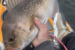 Snapper