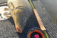 carp